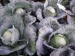 Cabbage varieties Selma F1  Photo and characteristics
