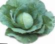 Cabbage varieties Nozomi Photo and characteristics