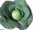 Cabbage varieties Ehliza Photo and characteristics