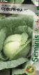Cabbage varieties Severyanka F1 Photo and characteristics
