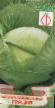 Cabbage  Graciya grade Photo