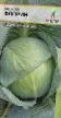 Cabbage varieties Florin Photo and characteristics