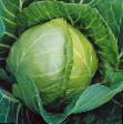 Cabbage varieties Sprinter NK F1 Photo and characteristics