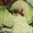 Cabbage  Sakharnaya koroleva grade Photo