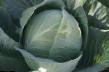 Cabbage varieties TCa-432 F1 Photo and characteristics