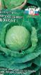 Cabbage varieties Dochka F1 Photo and characteristics