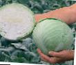Cabbage varieties Ankoma F1 Photo and characteristics
