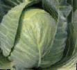 Cabbage  Mocart F1 grade Photo