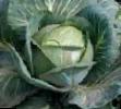 Cabbage varieties Simone F1 Photo and characteristics