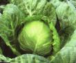 Cabbage  Spidon F1 grade Photo