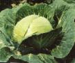 Cabbage  Admiral F1  grade Photo