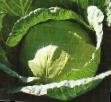 Cabbage varieties Konkistador F1 Photo and characteristics