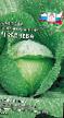 Cabbage varieties Zheneva F1 Photo and characteristics