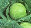 Cabbage varieties Bulat F1  Photo and characteristics