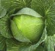 Cabbage varieties Chirs F1 Photo and characteristics
