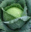 Cabbage varieties Artost F1 Photo and characteristics