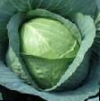 Cabbage varieties Diskaver F1 Photo and characteristics