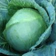 Cabbage varieties Invento F1 Photo and characteristics