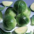 Cabbage varieties Kandela F1 Photo and characteristics