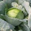 Cabbage varieties Leopold F1 Photo and characteristics