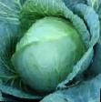 Cabbage  Mendi F1 grade Photo