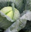 Cabbage varieties Rotonda F1 Photo and characteristics