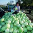 Cabbage varieties Saratoga F1 Photo and characteristics