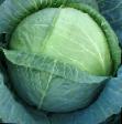 Cabbage varieties Sesil F1 Photo and characteristics