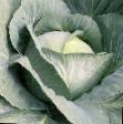 Cabbage  Tranzam F1 grade Photo