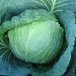 Cabbage varieties Trigger F1 Photo and characteristics