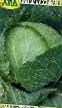 Cabbage varieties Ditmarskaya rannyaya Photo and characteristics