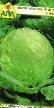 Belo zelje sort Zarya fotografija in značilnosti
