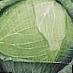 Cabbage varieties Romeo F1 Photo and characteristics