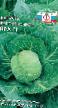 Cabbage varieties Ira F1 Photo and characteristics