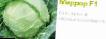 Cabbage varieties Mirror F1 (Singenta) Photo and characteristics