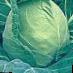 Cabbage  Pruktor F1 grade Photo