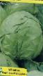 Cabbage varieties Zhnivenskaya Photo and characteristics