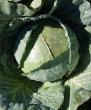 Cabbage varieties Bukharest F1 Photo and characteristics