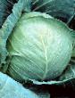 Cabbage  Zakaz F1 grade Photo