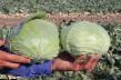 Cabbage varieties Ceroks F1  Photo and characteristics