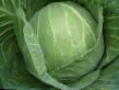 Cabbage  Kabton F1 grade Photo