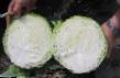 Cabbage varieties Severina F1 Photo and characteristics