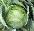 Cabbage varieties Skif F1 Photo and characteristics