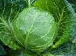 Cabbage  Legat F1 grade Photo