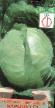 Cabbage varieties Barokko F1 Photo and characteristics