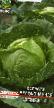 Cabbage varieties Univers F1  Photo and characteristics