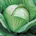 Cabbage varieties Fabiola F1 Photo and characteristics