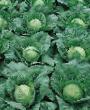 Cabbage varieties Pandion F1 Photo and characteristics