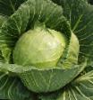 Cabbage varieties Champ F1 Photo and characteristics