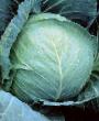 Cabbage varieties Atlantis F1  Photo and characteristics